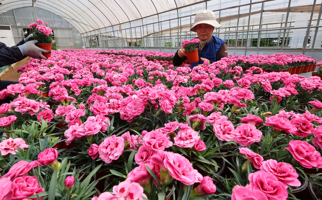 가정의 달 앞둔 카네이션